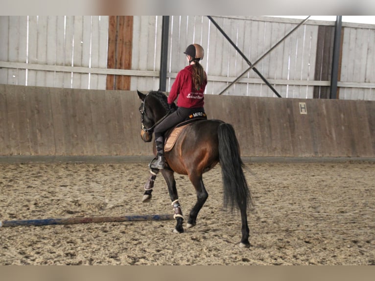 Lusitanos Mestizo Caballo castrado 10 años 158 cm Castaño oscuro in &#xDC;berlingen