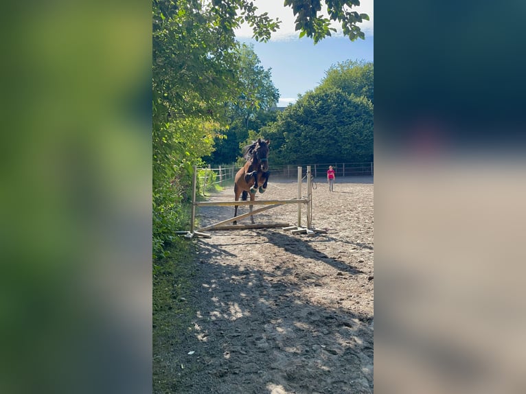 Lusitanos Mestizo Caballo castrado 10 años 158 cm Castaño oscuro in &#xDC;berlingen
