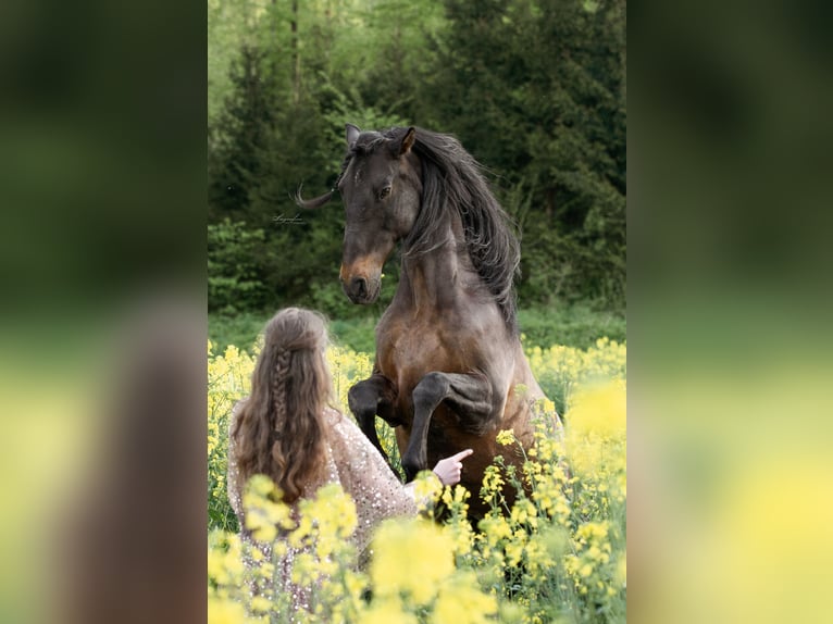 Lusitanos Mestizo Caballo castrado 10 años 158 cm Castaño oscuro in &#xDC;berlingen