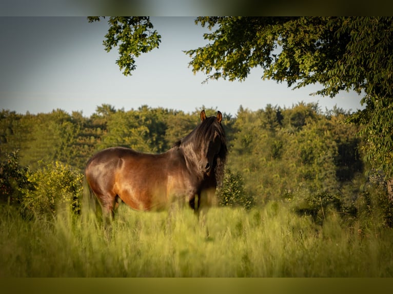 Lusitanos Mestizo Caballo castrado 10 años 158 cm Castaño oscuro in &#xDC;berlingen