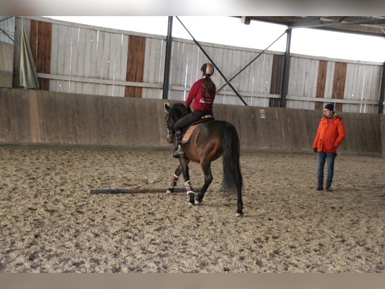 Lusitanos Mestizo Caballo castrado 10 años 158 cm Castaño oscuro in &#xDC;berlingen