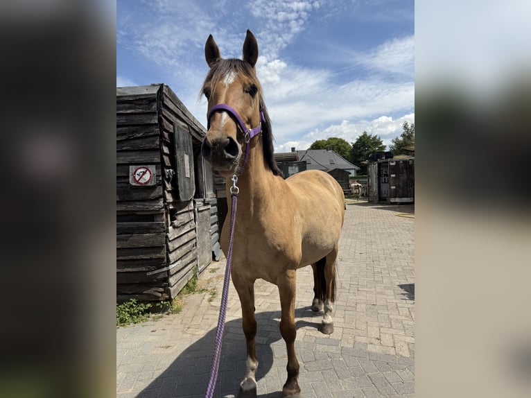 Lusitanos Mestizo Caballo castrado 10 años 160 cm Buckskin/Bayo in Berkel en Rodenrijs