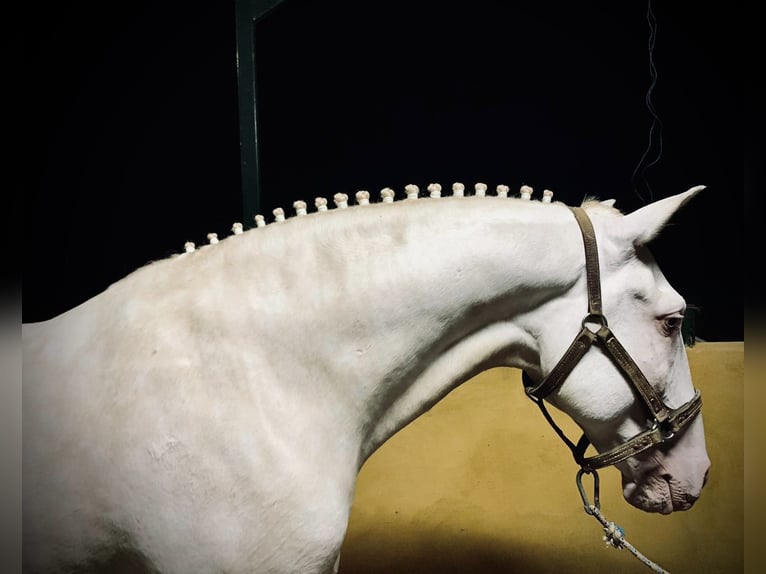 Lusitanos Caballo castrado 10 años 163 cm Champán in Merida