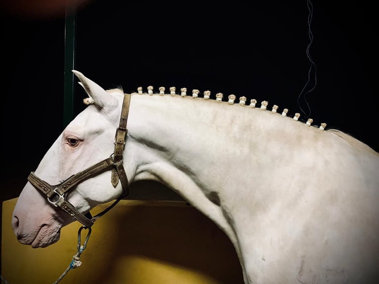 Lusitanos Caballo castrado 10 años 163 cm Champán in Merida