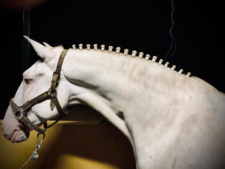 Lusitanos Caballo castrado 10 años 163 cm Champán in Merida