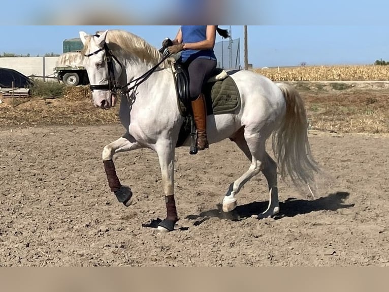 Lusitanos Caballo castrado 10 años 163 cm Champán in Merida