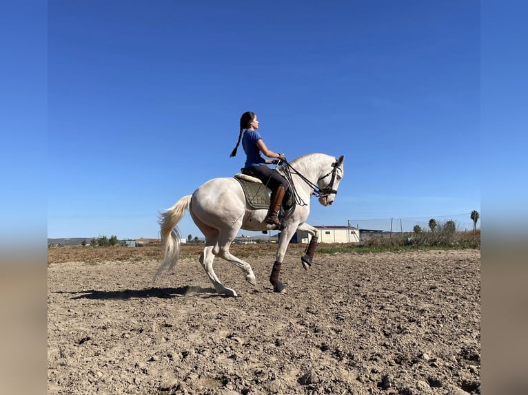 Lusitanos Caballo castrado 10 años 163 cm Champán in Merida