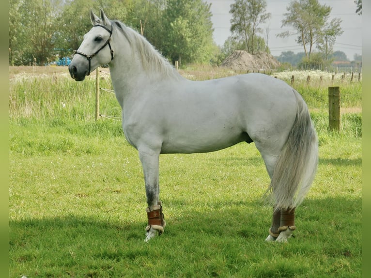 Lusitanos Caballo castrado 10 años 163 cm Tordo in Bredene