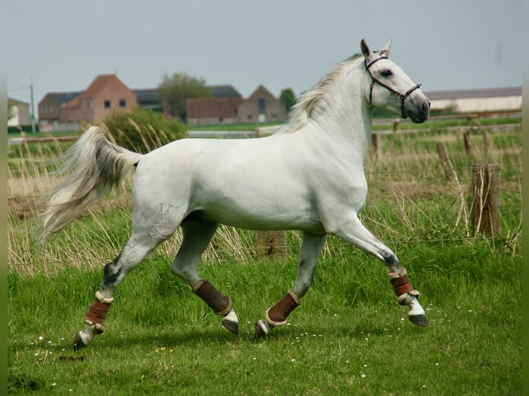 Lusitanos Caballo castrado 10 años 163 cm Tordo in Bredene