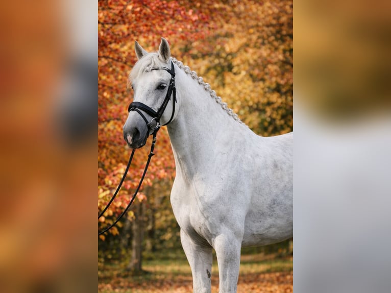 Lusitanos Caballo castrado 10 años 164 cm Tordo in Marne