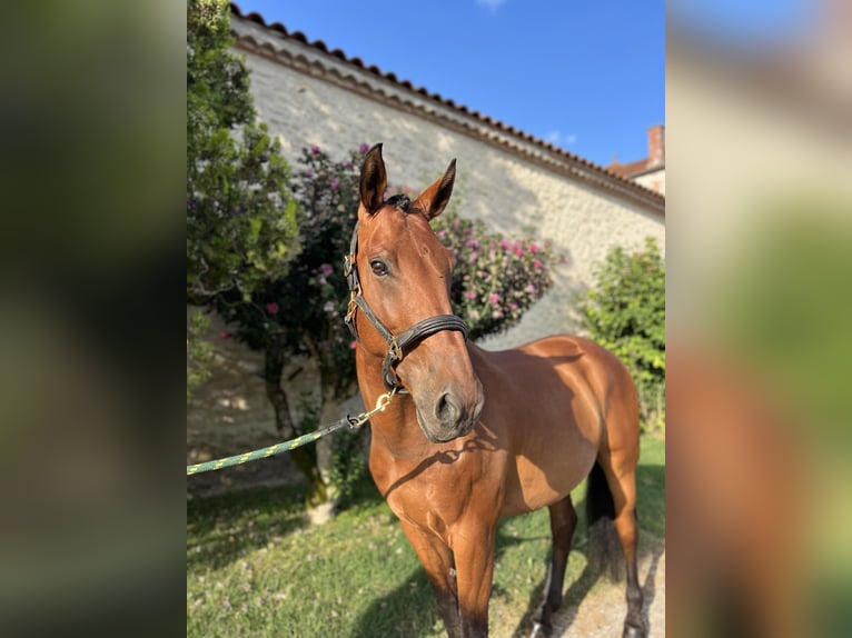 Lusitanos Mestizo Caballo castrado 10 años 165 cm Castaño rojizo in St Sylvestre sur Lot