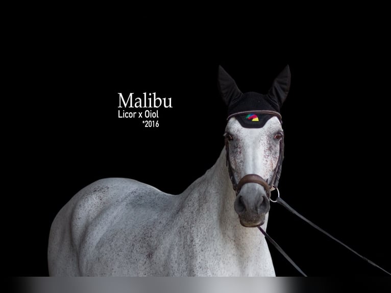 Lusitanos Caballo castrado 10 años 165 cm Tordo in Kirchheimbolanden