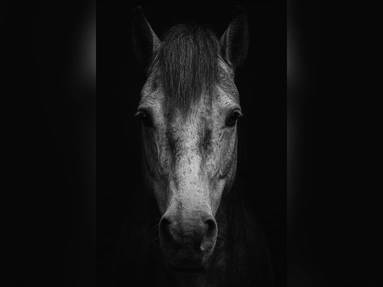 Lusitanos Caballo castrado 10 años 166 cm Tordo rodado in Wietze