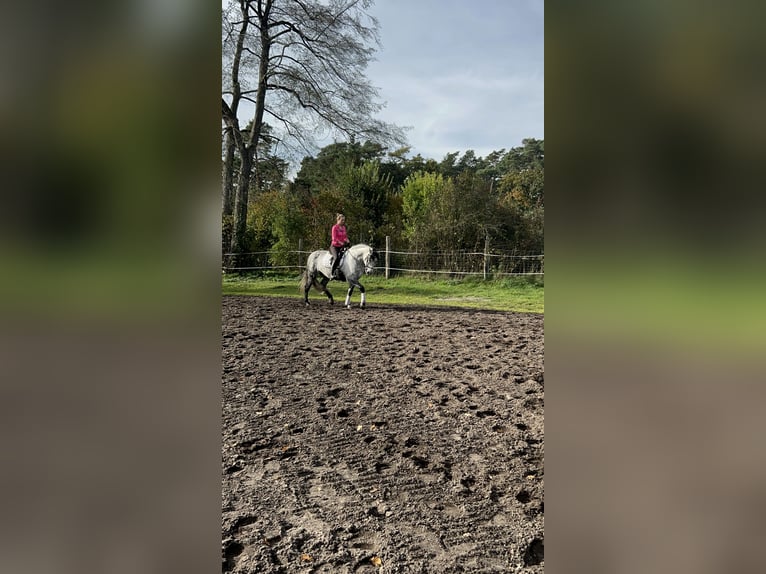 Lusitanos Caballo castrado 10 años 166 cm Tordo rodado in Wietze
