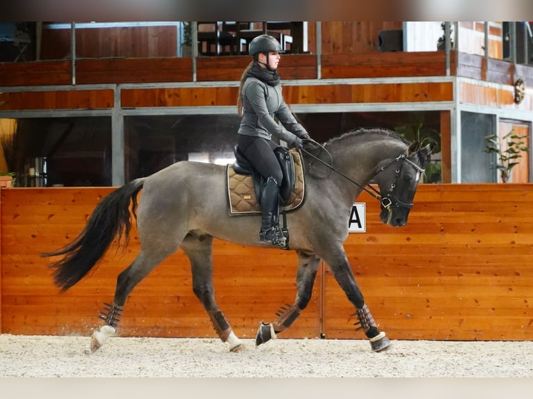 Lusitanos Mestizo Caballo castrado 10 años 167 cm Grullo in Heuvelland