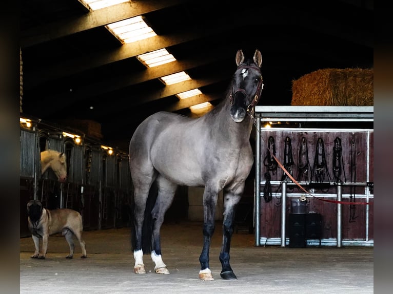 Lusitanos Mestizo Caballo castrado 10 años 167 cm Grullo in Heuvelland