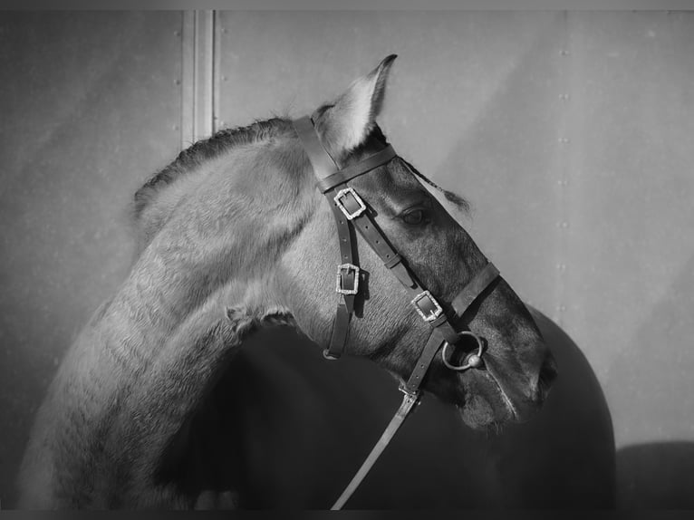 Lusitanos Mestizo Caballo castrado 10 años 167 cm Grullo in Heuvelland