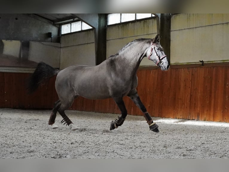 Lusitanos Mestizo Caballo castrado 10 años 167 cm Grullo in Heuvelland