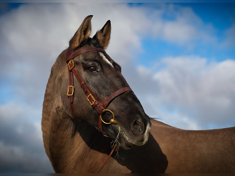 Lusitanos Mestizo Caballo castrado 10 años 167 cm Grullo in Heuvelland