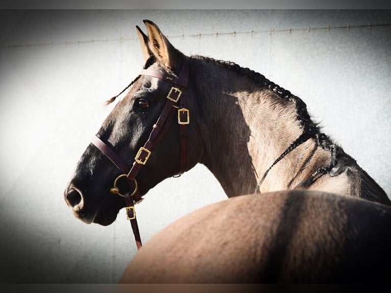 Lusitanos Mestizo Caballo castrado 10 años 167 cm Grullo in Heuvelland