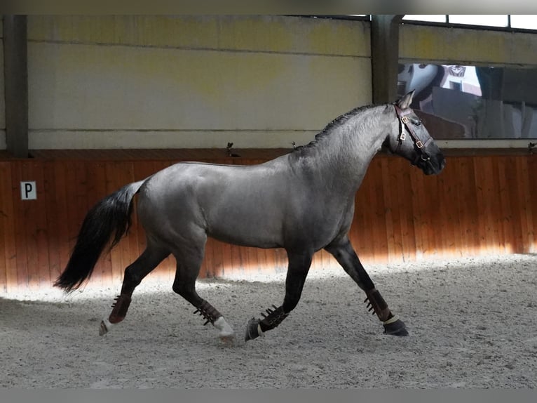 Lusitanos Mestizo Caballo castrado 10 años 167 cm Grullo in Heuvelland