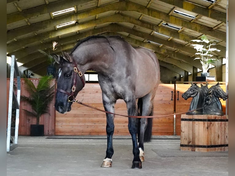 Lusitanos Mestizo Caballo castrado 10 años 167 cm Grullo in Heuvelland