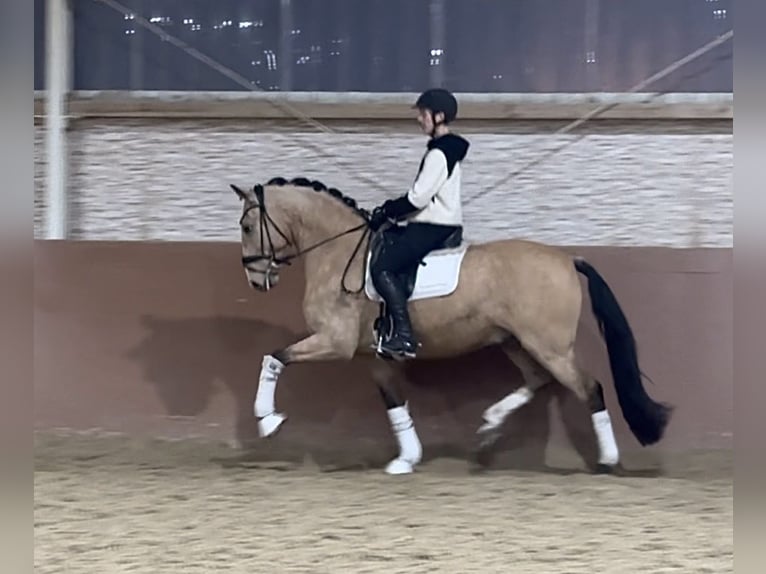 Lusitanos Caballo castrado 10 años 168 cm Buckskin/Bayo in Wehringen