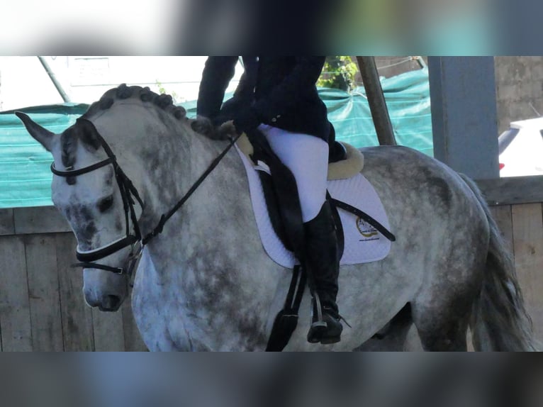 Lusitanos Mestizo Caballo castrado 10 años 169 cm Tordo in GIJION