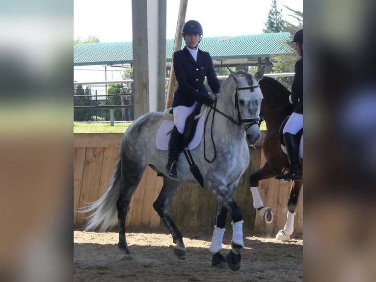 Lusitanos Mestizo Caballo castrado 10 años 169 cm Tordo in GIJION