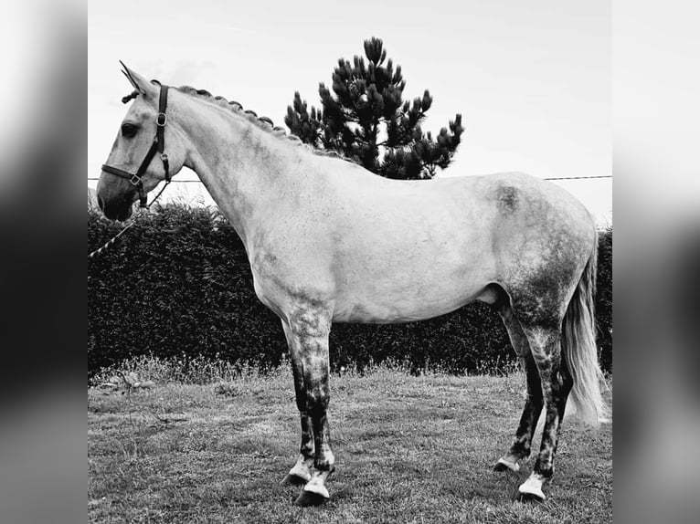 Lusitanos Mestizo Caballo castrado 10 años 169 cm Tordo in GIJION