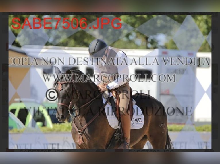 Lusitanos Mestizo Caballo castrado 10 años Negro in Impruneta