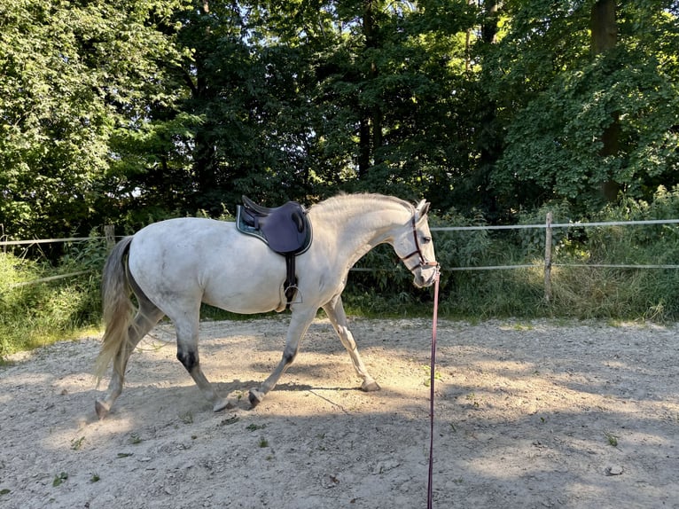 Lusitanos Caballo castrado 11 años 153 cm Tordo in Herrnhut