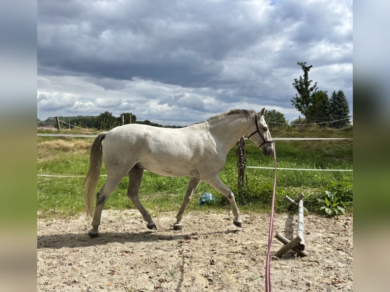 Lusitanos Caballo castrado 11 años 153 cm Tordo in Herrnhut