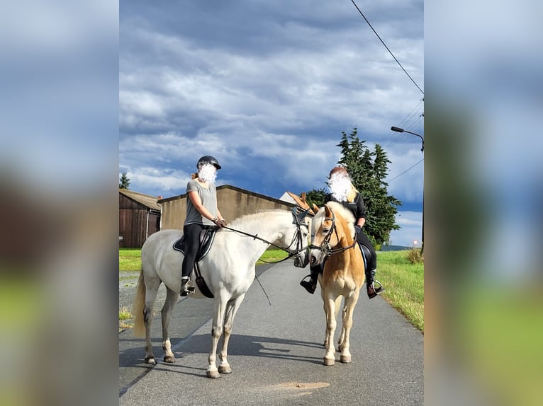 Lusitanos Caballo castrado 11 años 153 cm Tordo in Herrnhut