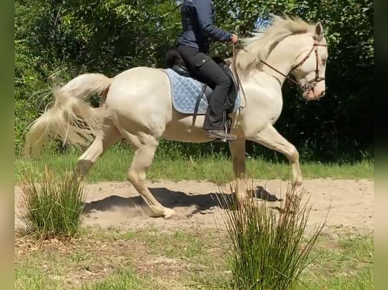 Lusitanos Caballo castrado 11 años 157 cm Cremello in Braunschweig