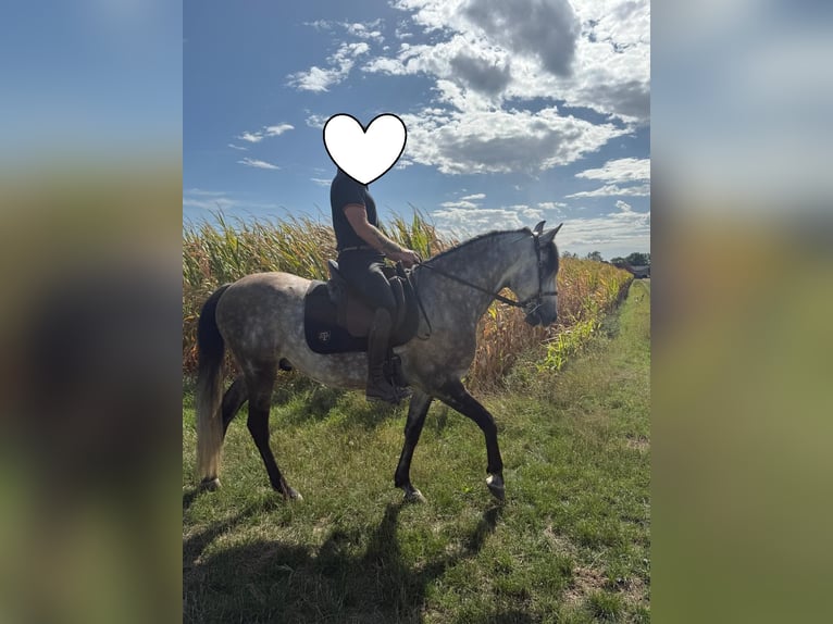 Lusitanos Caballo castrado 11 años 160 cm Tordo in Stadthagen