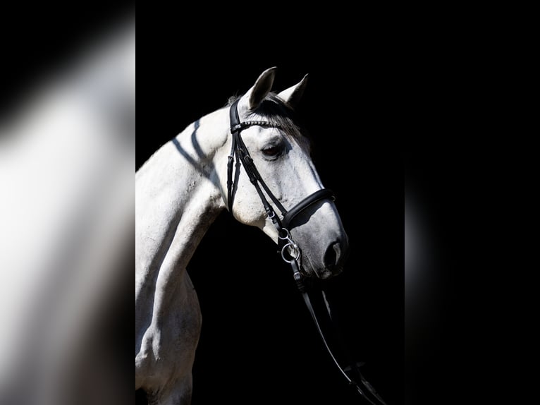 Lusitanos Caballo castrado 11 años 160 cm Tordo in Aeugst am Albis