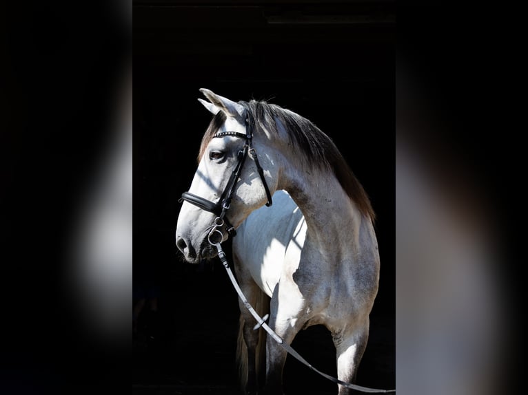 Lusitanos Caballo castrado 11 años 160 cm Tordo in Aeugst am Albis