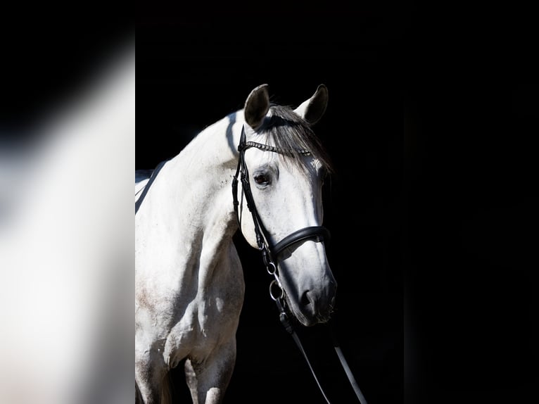 Lusitanos Caballo castrado 11 años 160 cm Tordo in Aeugst am Albis