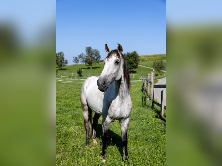 Lusitanos Caballo castrado 11 años 160 cm Tordo in Aeugst am Albis