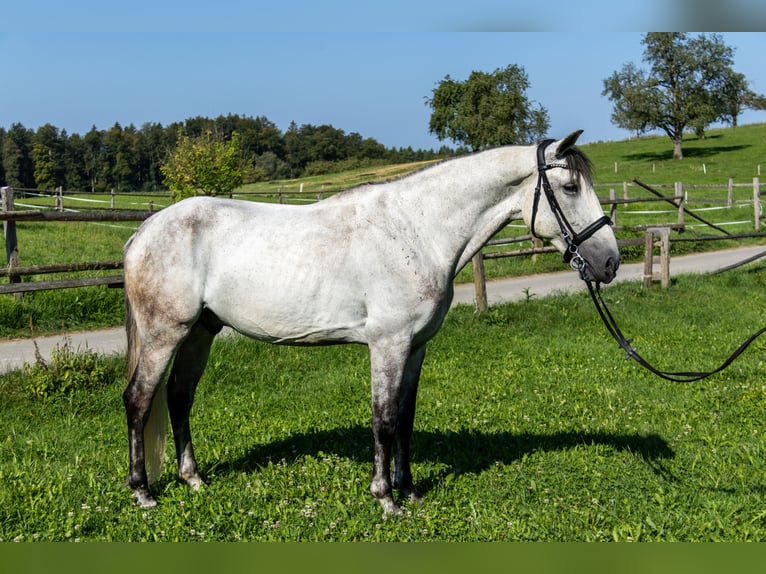 Lusitanos Caballo castrado 11 años 160 cm Tordo in Aeugst am Albis