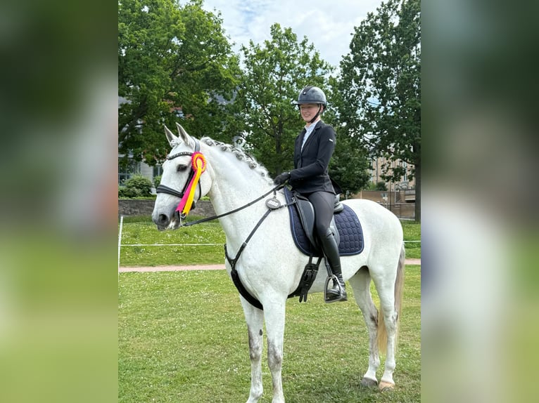 Lusitanos Caballo castrado 11 años 160 cm Tordo in Vaggeryd