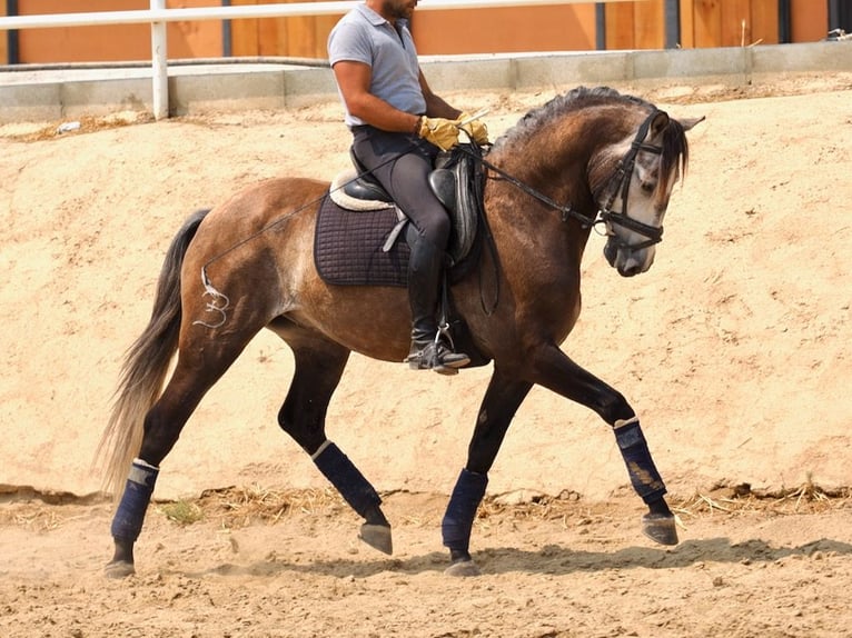 Lusitanos Caballo castrado 11 años 161 cm Tordo in Navas Del Madroño