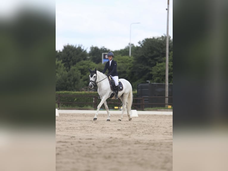 Lusitanos Caballo castrado 11 años 162 cm Tordo in Zwolle