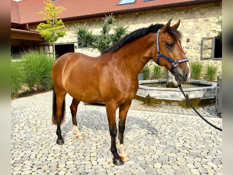 Lusitanos Caballo castrado 11 años 163 cm Castaño in NeusäßNeusäß
