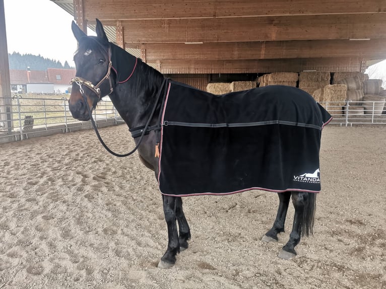 Lusitanos Mestizo Caballo castrado 11 años 165 cm Castaño in Leutkirch im Allgäu