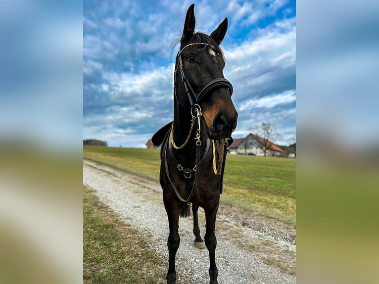 Lusitanos Mestizo Caballo castrado 11 años 165 cm Castaño in Leutkirch im Allgäu