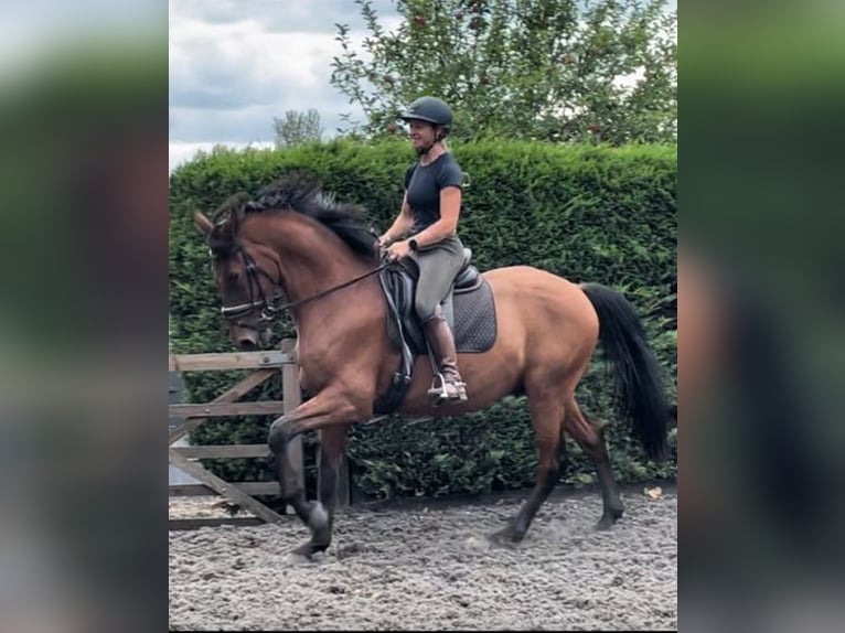 Lusitanos Caballo castrado 11 años 165 cm Castaño claro in Berkshire