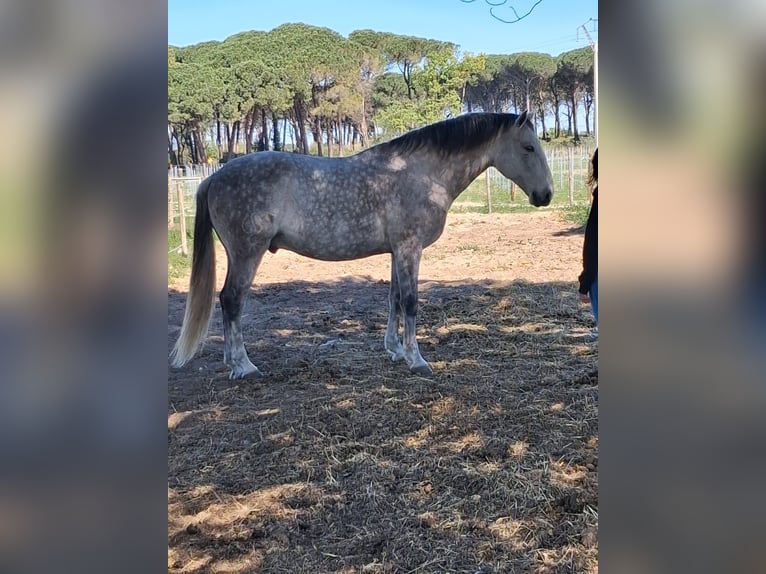 Lusitanos Caballo castrado 11 años 168 cm Tordo in Gard