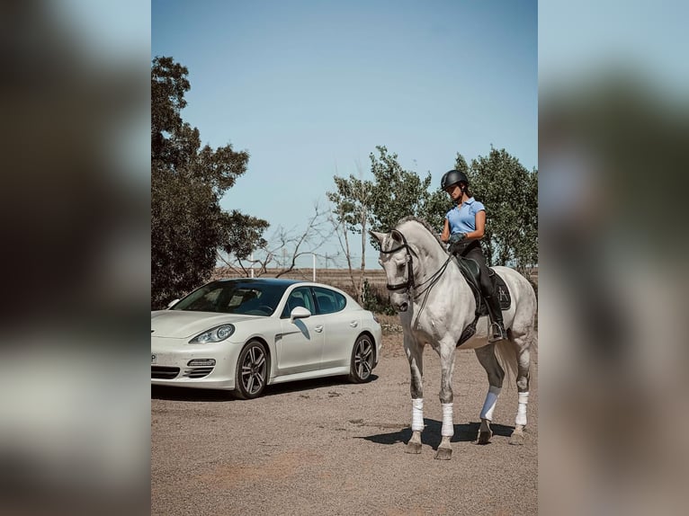 Lusitanos Caballo castrado 11 años Tordo in Badajoz